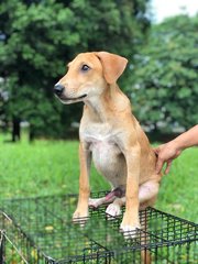 Zion - Golden Retriever + Labrador Retriever Dog