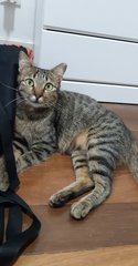 Hallie - Domestic Medium Hair Cat