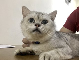 Benny - British Shorthair Cat