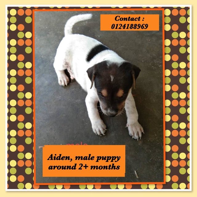 Aiden Adopted - Mixed Breed Dog