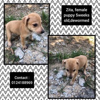 Zita Adopted - Mixed Breed Dog