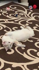 Daisy - Domestic Medium Hair + Siamese Cat