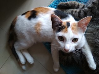 Tri-colors Female Kitten - Domestic Medium Hair Cat