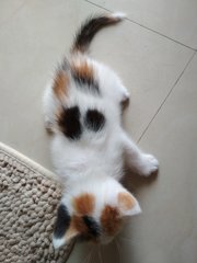 Tri-colors Female Kitten - Domestic Medium Hair Cat