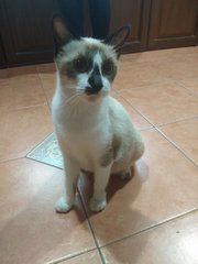 Nala - Domestic Short Hair Cat