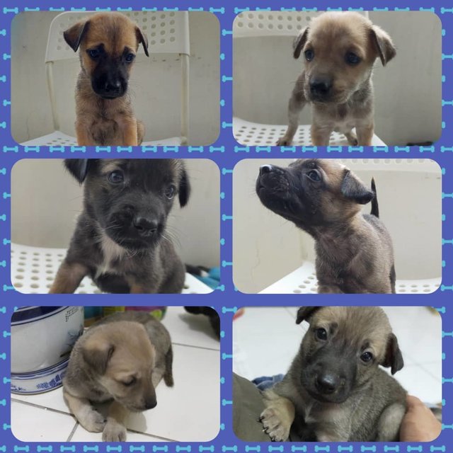 2 Cute Puppies For Adoption! - Mixed Breed Dog