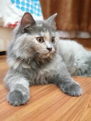 Hershey - Domestic Long Hair + Persian Cat