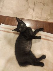Salem - Domestic Short Hair Cat