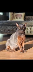 Kuro - Domestic Medium Hair Cat