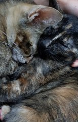 Them as kittens snuggling togther . They love each other and are inseparable