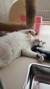 Domino (Fully Vaccinated And Neutered) - Domestic Medium Hair Cat