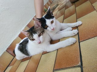 Eva, Leo &amp; Misty - Domestic Short Hair Cat