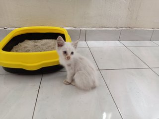 Cat And 4 Kittens - Domestic Short Hair Cat