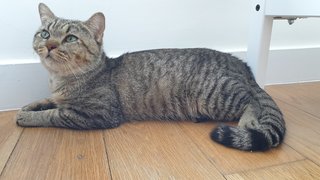 Oscar - Domestic Short Hair + Tabby Cat