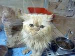 Domestic Long Hair (Persian) - Domestic Long Hair Cat