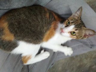 Jenni - Domestic Short Hair Cat