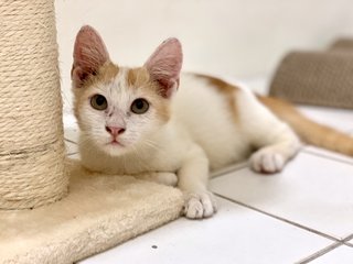 Mango - Domestic Short Hair Cat