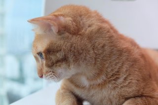 Ginger Al - Domestic Short Hair Cat