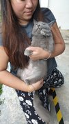 Grey - Russian Blue Cat