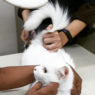 Dutchess - Domestic Long Hair Cat