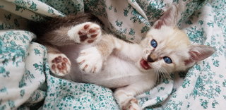 Pawy - Siamese + Domestic Medium Hair Cat