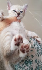 Pawy - Siamese + Domestic Medium Hair Cat