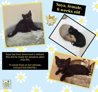 Soya Adopted - Domestic Short Hair Cat