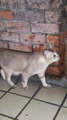 Ash Boy - Siamese + Domestic Short Hair Cat