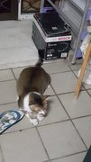 Derek - Domestic Short Hair Cat