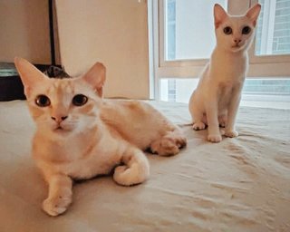 Nuni & Bingsu, 8 Months (Urgent) - Domestic Short Hair + Domestic Medium Hair Cat