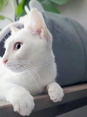 Nuni & Bingsu, 8 Months (Urgent) - Domestic Short Hair + Domestic Medium Hair Cat