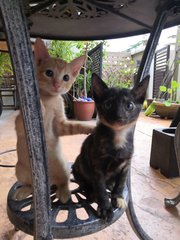 Jack & Jill - Domestic Short Hair Cat