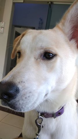 Lab - Labrador Retriever + Husky Dog