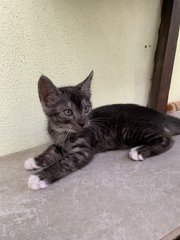 Mj & Mr. Gray - Domestic Short Hair Cat
