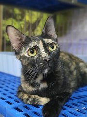 Annie (Now Maya) - Domestic Short Hair Cat
