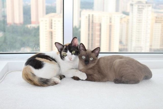 Scruffy &amp; Smudge - Domestic Medium Hair + Burmese Cat