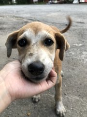 3 Months Puppy For Adoption   - Mixed Breed Dog