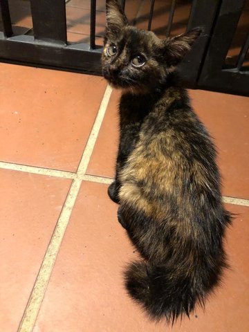 Melody - Domestic Short Hair Cat
