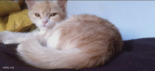 Ruby - Persian Cat