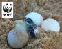 Donate RM10 To Help WWF-Malaysia Save 5 Turtle Eggs From Being Sold In Markets