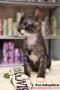 Domestic Short Hair Kitten For Adoption – 2 Months, P.S – Kitten E From Sri Petaling, KL