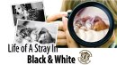 Photo Shooting Competition – Life As A Stray In Black & White