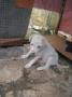 Puppy For Adoption – 1 Month, Stray Puppy From Sg. Siput (U), Perak