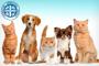 Sarawak SPCA – Donate RM10 To Save A Cat Or A Dog
