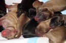 ELEVEN 1 DAY OLD PUPS NEED YOUR HELP