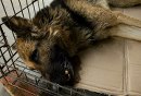 Shameless Owner Leaves Dog To Die At Shelter