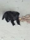 6 Male Puppies Urgently Looking For Home