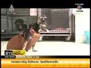 Soi Dog Scoop MPEG2 ARCHIVE PAL