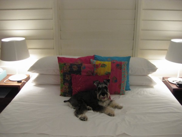 Kopi's bed... yeah right :P