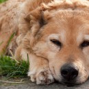 10 Reasons Why You Should Adopt An Elderly Animal